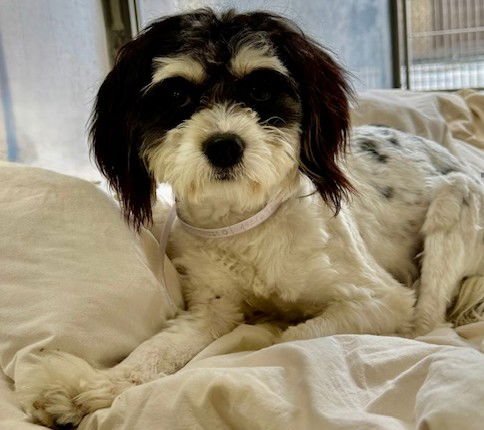 A5756325 - Terrier available for adoption