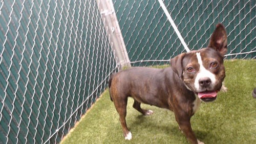 FRIDA - Pit Bull Terrier available for adoption