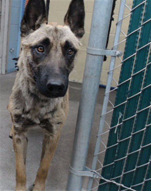 DAVID - Belgian Shepherd Malinois available for adoption