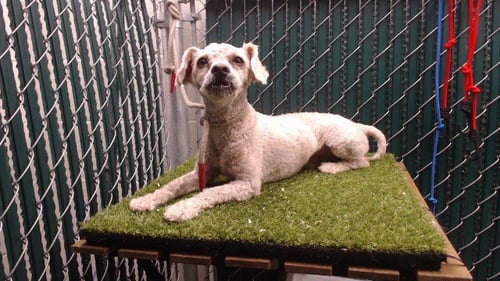 CHARLIE - Poodle (Miniature) available for adoption