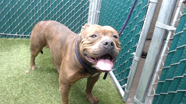 REESE - Pit Bull Terrier available for adoption