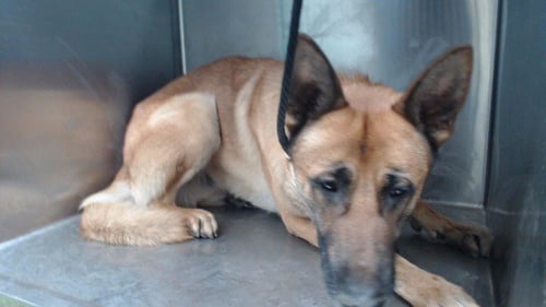BARBOS - German Shepherd Dog available for adoption