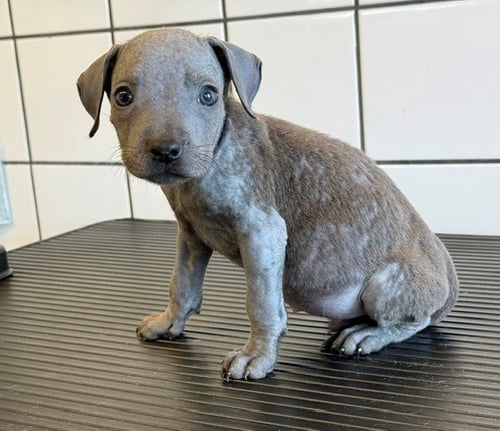 REESE - Pit Bull Terrier available for adoption