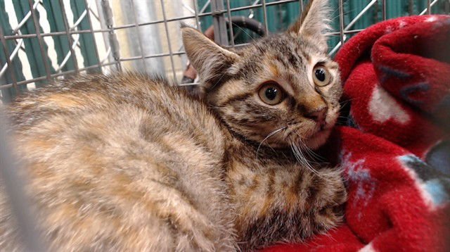 ROSEN - Domestic Short Hair available for adoption