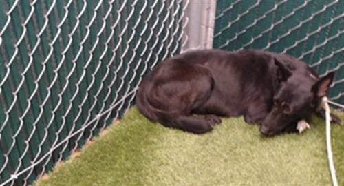 DANI - German Shepherd Dog available for adoption
