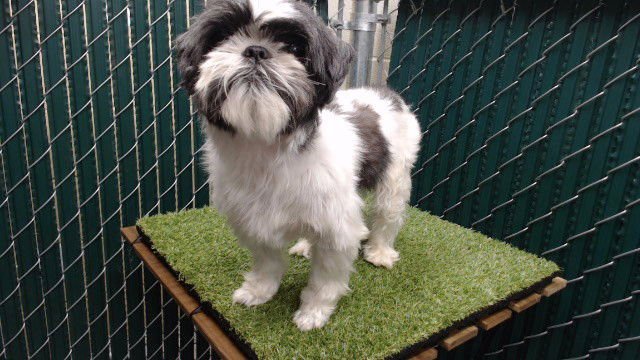 JERRY - Shih Tzu available for adoption