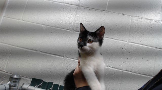 CUPCAKE - Domestic Short Hair available for adoption