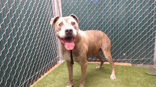 RICO - Pit Bull Terrier available for adoption