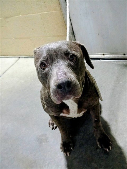 FATIMA - Pit Bull Terrier available for adoption