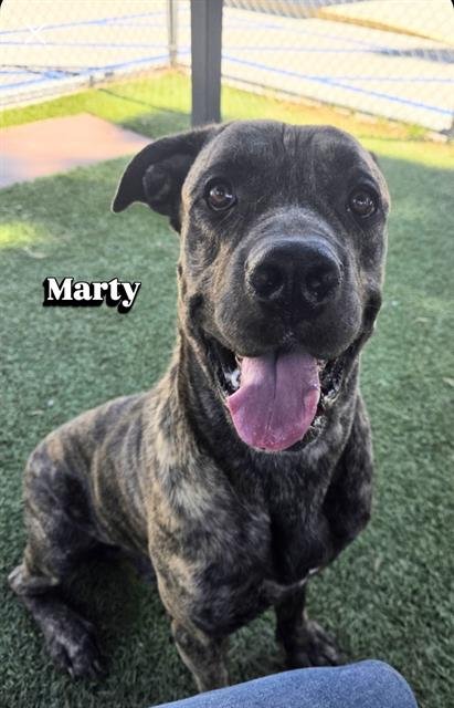 MARTY - Mastiff available for adoption