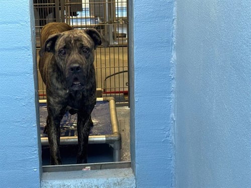 MARTY - Mastiff available for adoption