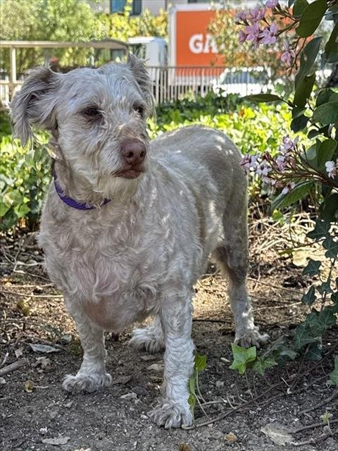 ELVIS - Terrier available for adoption