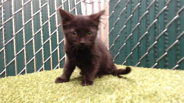 A5753116 - Domestic Short Hair available for adoption