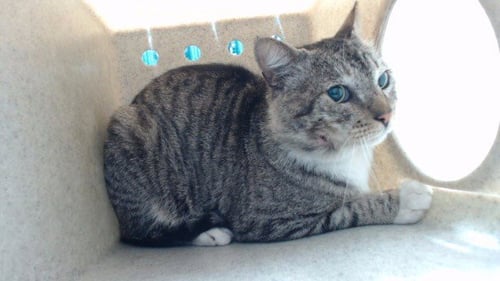 A5766902 - Domestic Short Hair available for adoption