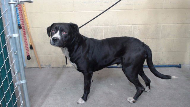 A5760490 - Pit Bull Terrier available for adoption