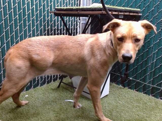 POSY - Labrador Retriever available for adoption