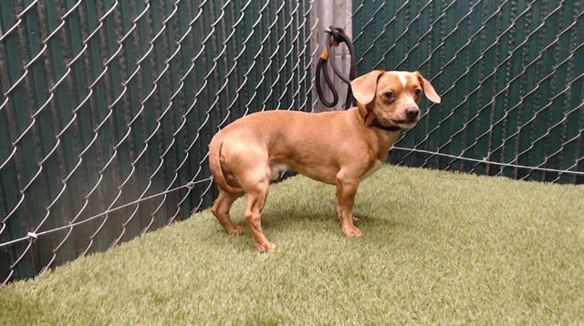 SWIPPER - Chihuahua available for adoption