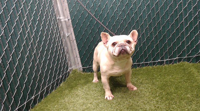 ANTHONY - French Bulldog available for adoption