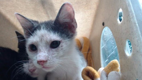 CORN - Domestic Short Hair available for adoption