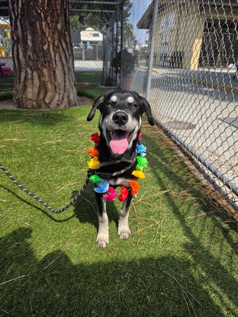 CARARY - Labrador Retriever available for adoption