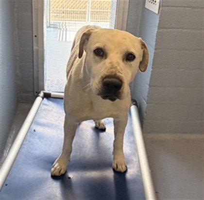 CASPER - Labrador Retriever / Pit Bull Terrier available for adoption