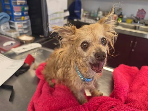FRENCH FRY - Chihuahua available for adoption
