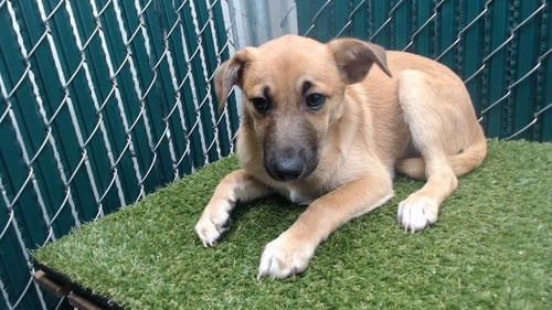 BEBE - Chihuahua available for adoption