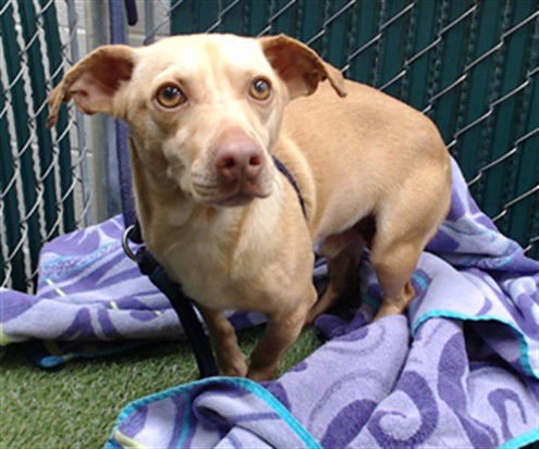 BROWNIE - Chihuahua available for adoption