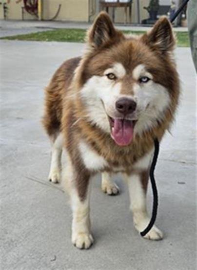 ASTRO - Siberian Husky available for adoption