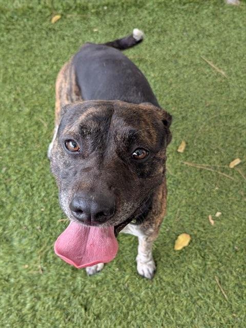 TWIX - Pit Bull Terrier available for adoption