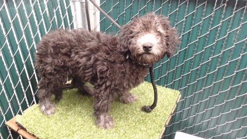 PRINCE HARRY - Terrier available for adoption