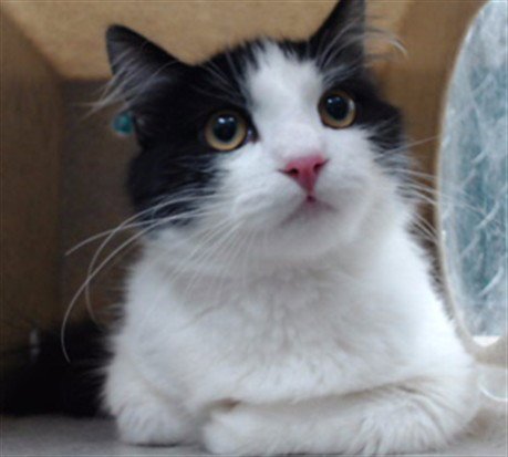 HUNNYBUN - Domestic Medium Hair available for adoption