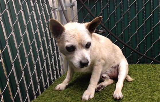 DUKE - Chihuahua available for adoption