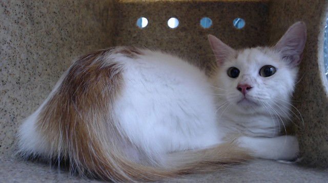 TUNA - Domestic Short Hair available for adoption