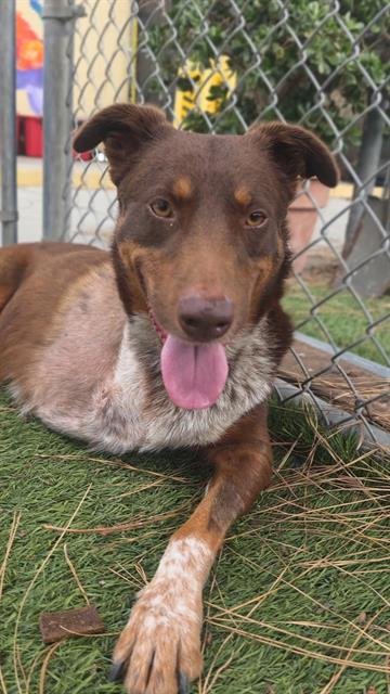BOLOGNA - Australian Shepherd available for adoption