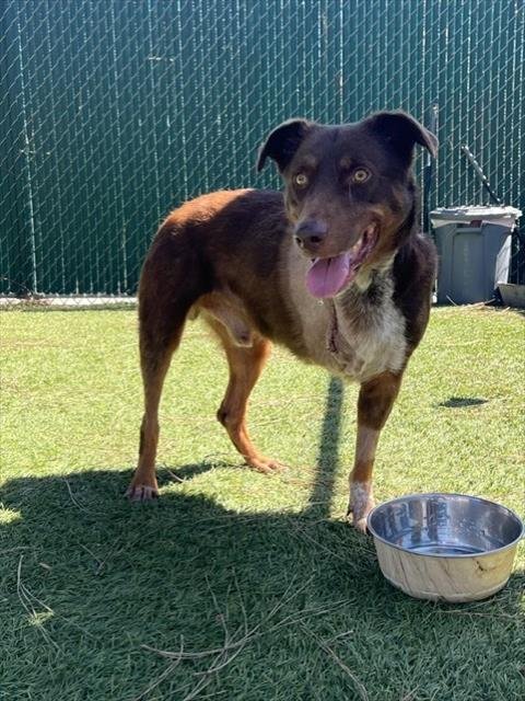 BOLOGNA - Australian Shepherd available for adoption