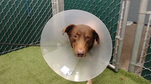BOLOGNA - Australian Shepherd available for adoption