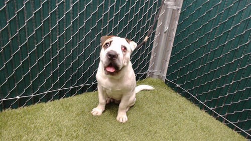 DUKE - Chinese Shar-Pei available for adoption