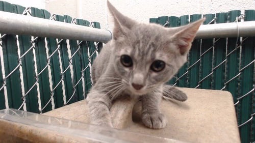 VIV - Domestic Short Hair available for adoption