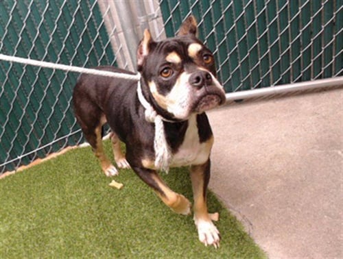 STORMY - Bulldog / Pit Bull Terrier available for adoption