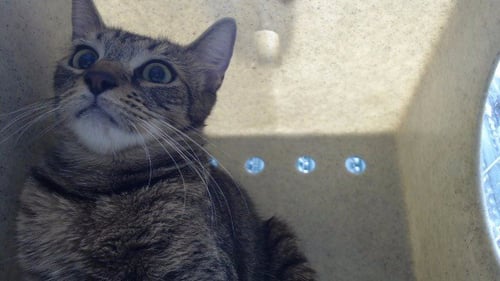 ESTRELLA - Domestic Short Hair available for adoption