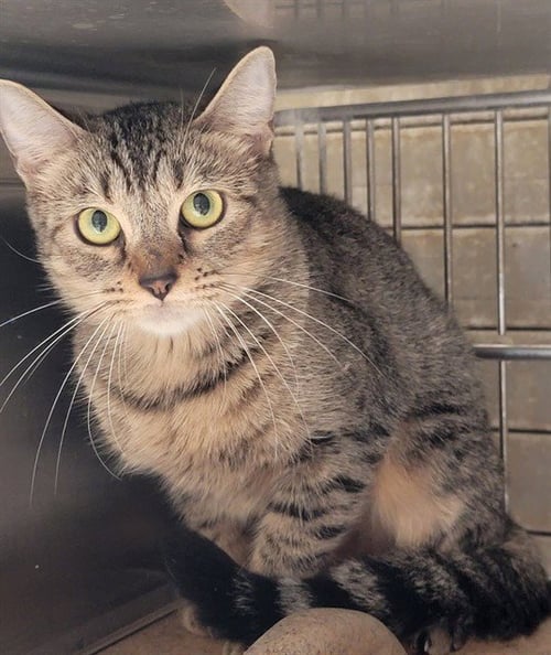 ESTRELLA - Domestic Short Hair available for adoption