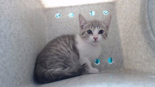 ARCEE - Domestic Short Hair available for adoption