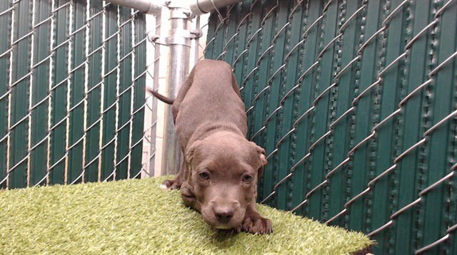 MINNIE - Pit Bull Terrier available for adoption