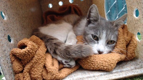 HARRIET - Domestic Short Hair available for adoption