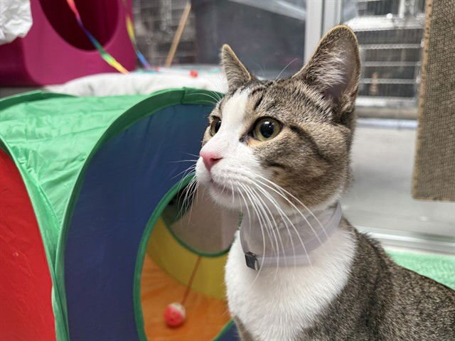 RUGBY - Domestic Short Hair available for adoption