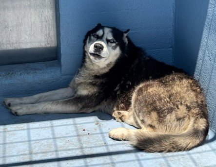 A5792412 - Siberian Husky available for adoption