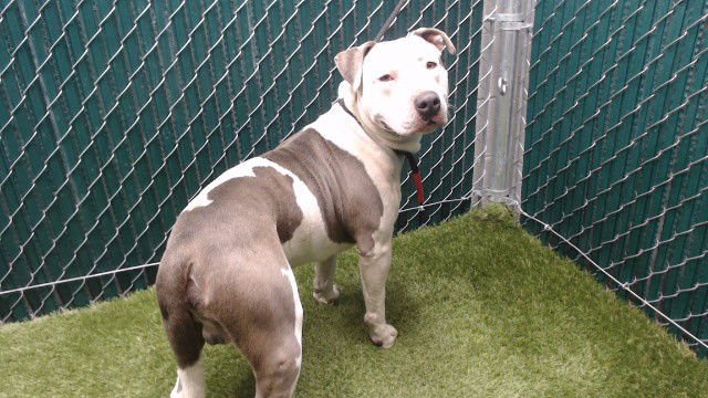 BLAZER - Pit Bull Terrier available for adoption