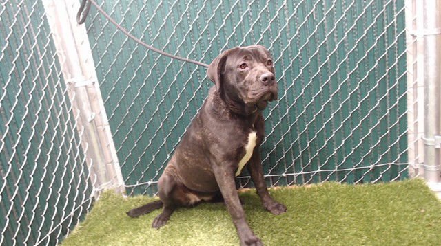 CANDY CANE - Cane Corso Mastiff available for adoption