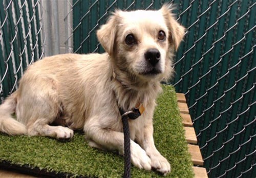 COCO - Chihuahua available for adoption